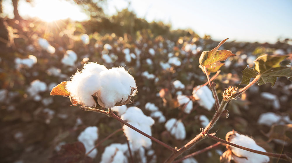 Organic Cotton - FANTASTIC ENTERPRISE CO.,LTD
